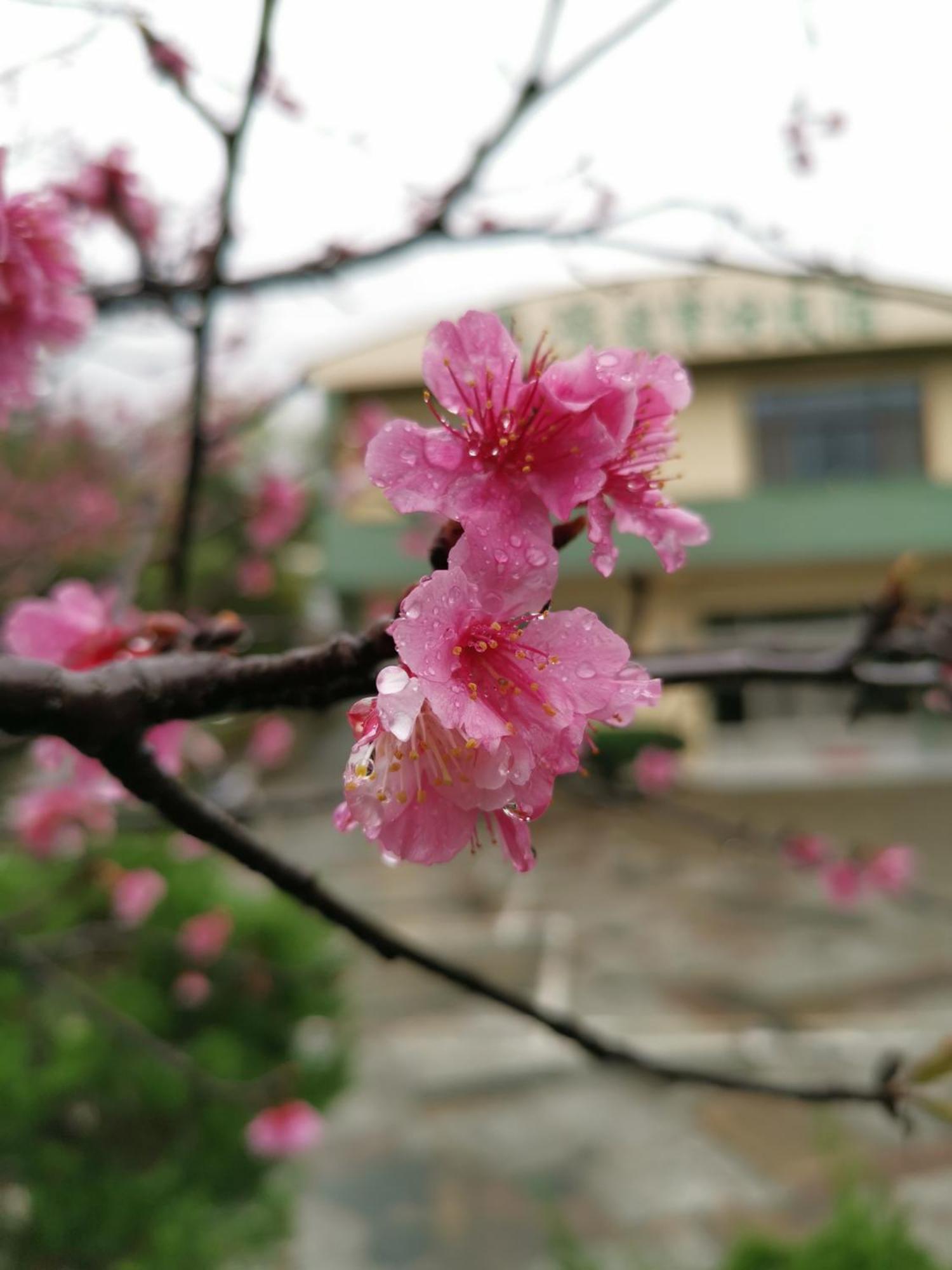 Tai Yu Ju Bao Fang B&B Luye Exterior foto